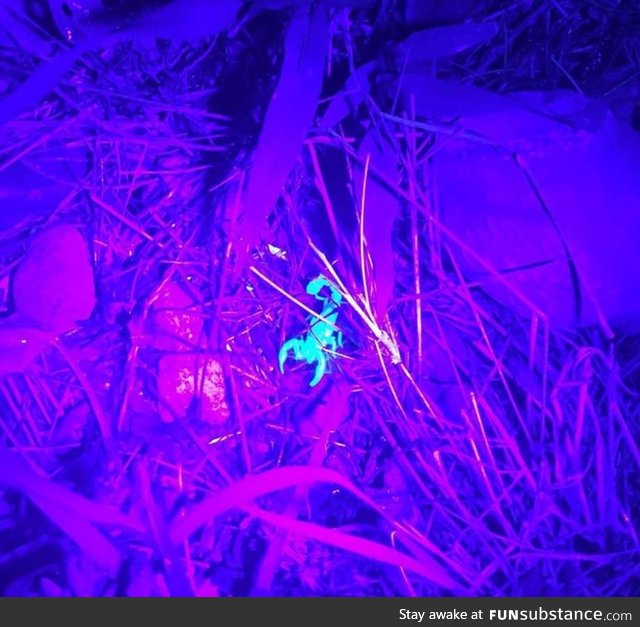 Checking the backyard with a black light