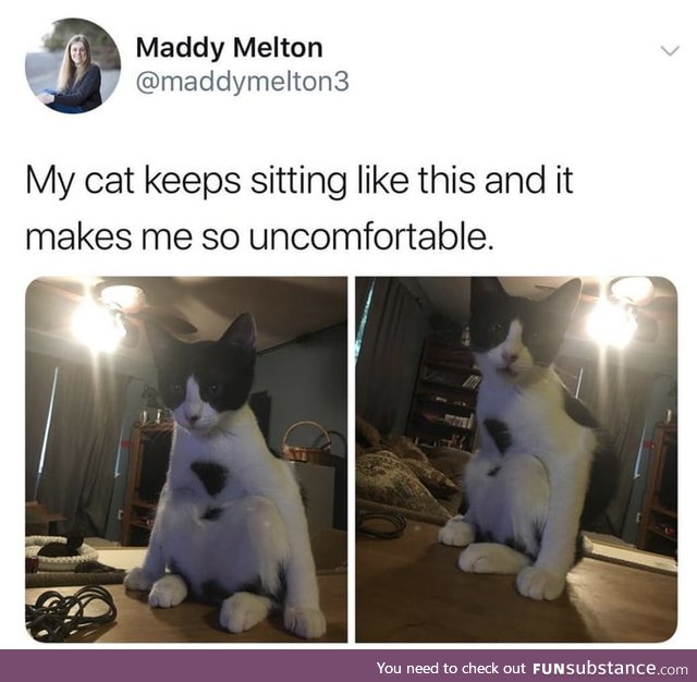 This cat