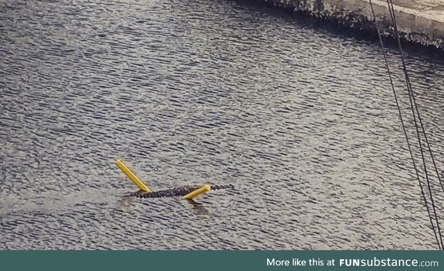 American Crocodile using a noodle to cross a canal