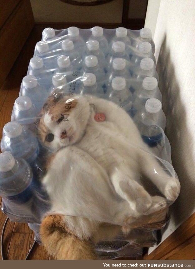 Further proof that cats are liquid