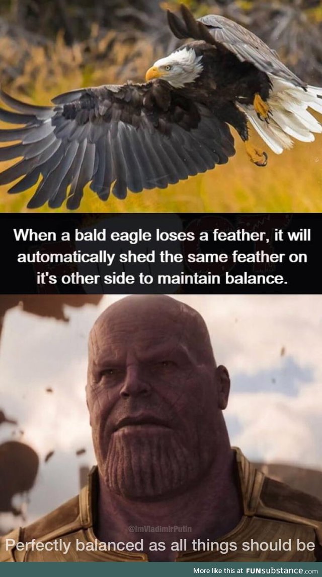 Eagleually Balanced as all things should be