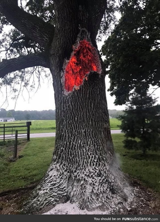 This tree that was struck by lightning