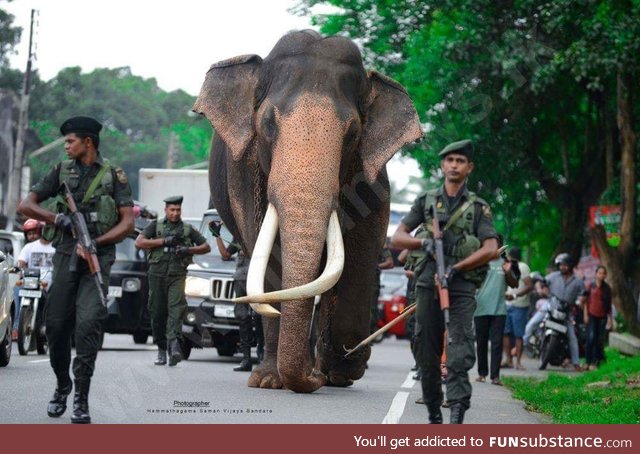 Longest tusked Elephant in the world being transported