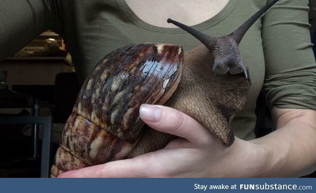 This is a Giant African Land Snail. It almost looks like a frekin rabbit