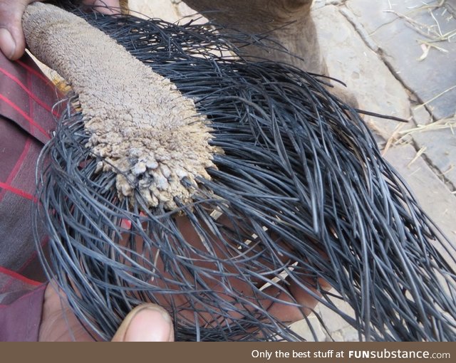 This is what an elephant tail looks like up close?