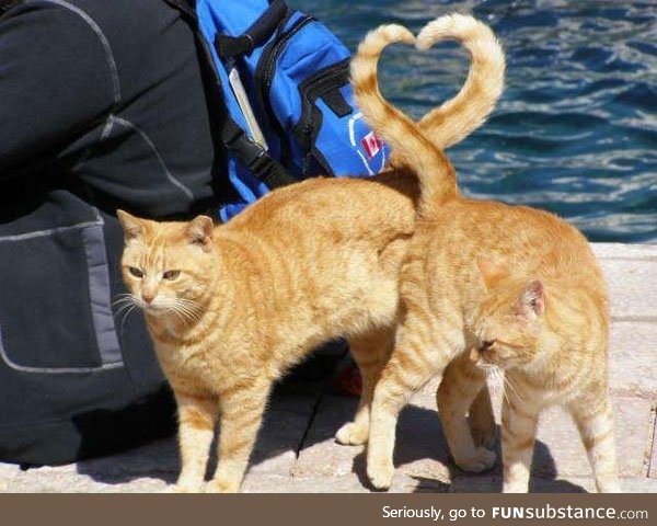 A tail of feline love <3