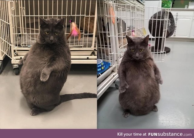 Thicccat available for adoption