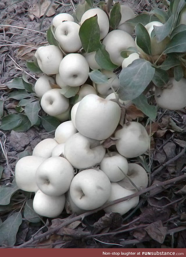 A nice harvest of Ghost White Apples