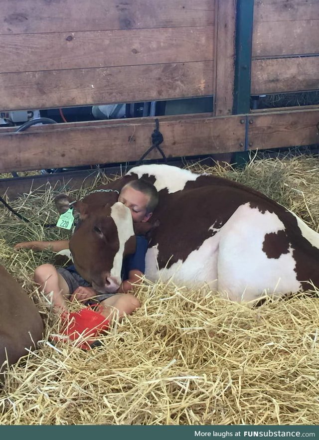 A boy and his cow napping at The Goshen Fair