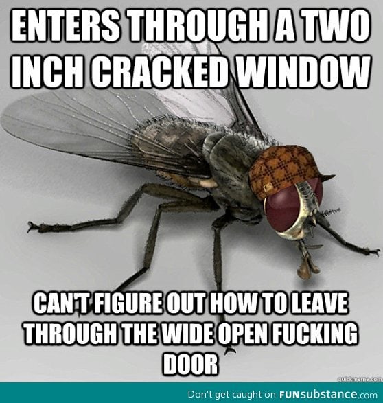 Stupid fly