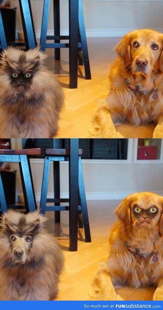 Cat/dog face swap