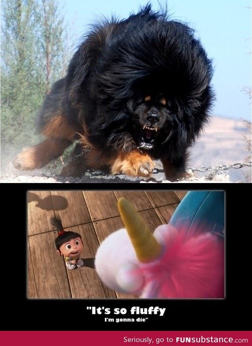 It's so fluffy!