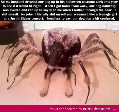 Spider Dog Costume