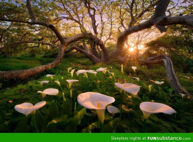 In a woodland on the California coast, looks like a fairytale