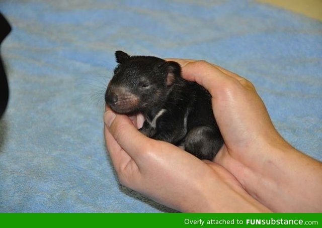 Tasmanian devil to brighten your day