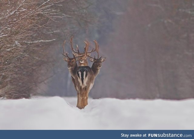 Perfect timing: "Deer oh Deer oh Deer"