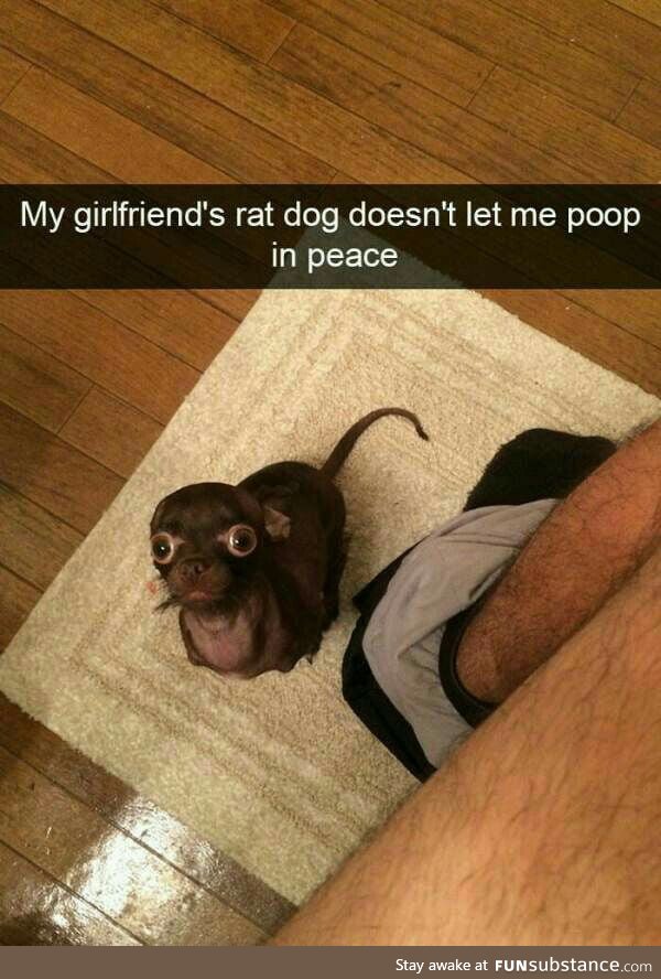 Damn rats