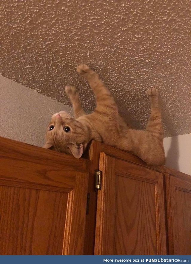 ʍoǝɯ