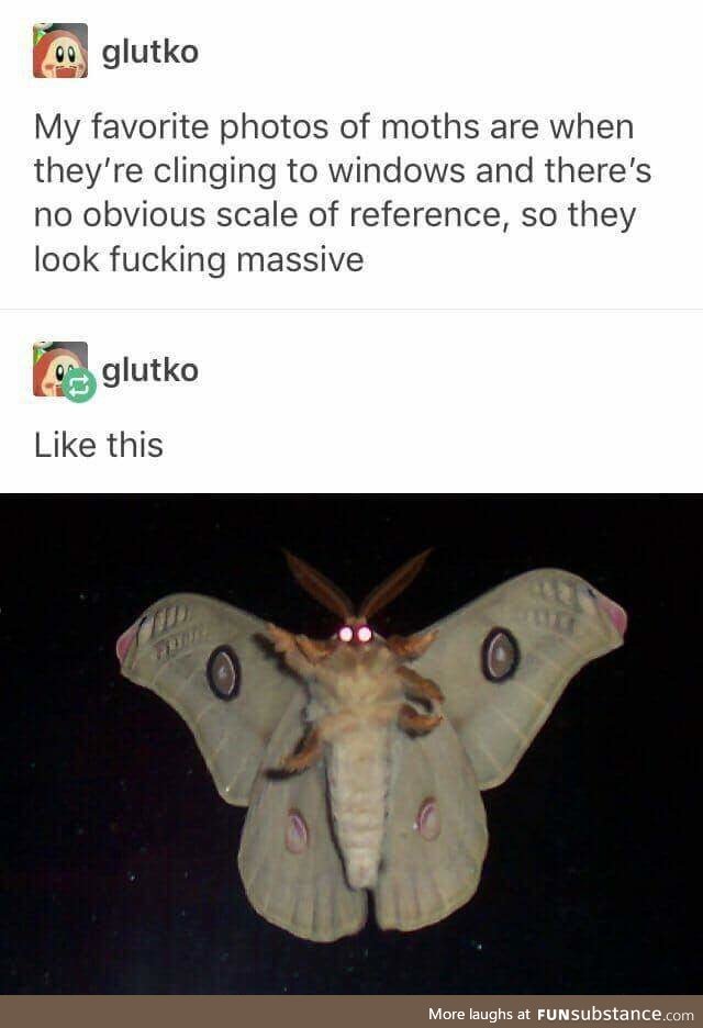 MOTH!