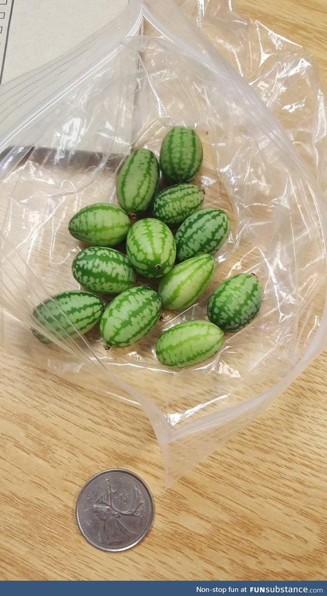 Mini watermelons Quarter coin for size