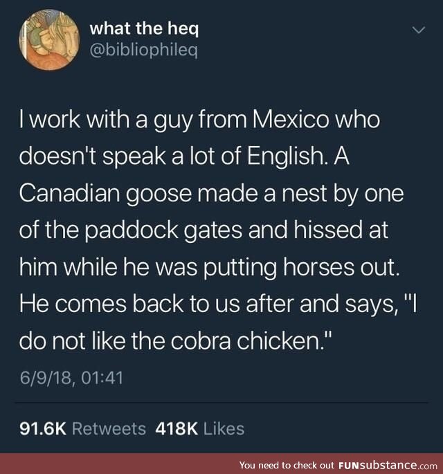 Cobra chicken