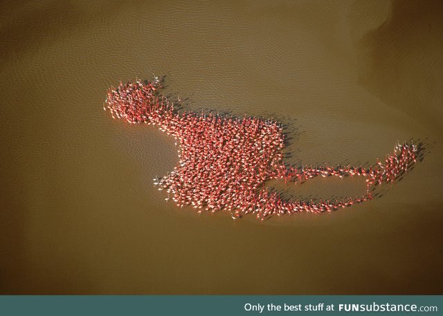 American Flamingos in the Gulf of Mexico forming a giant version of themselves