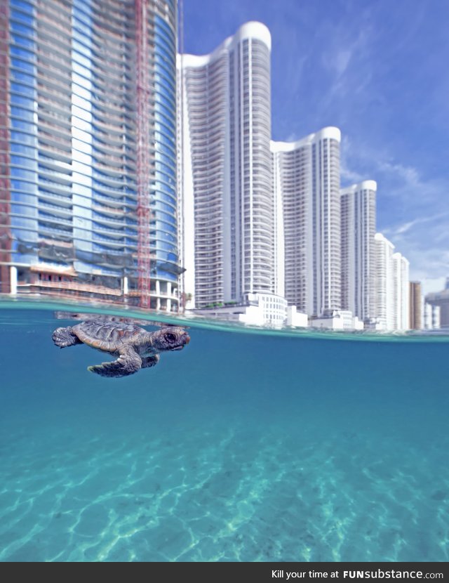 Baby sea turtle's first swim as it just hatched on this populated beach in Miami