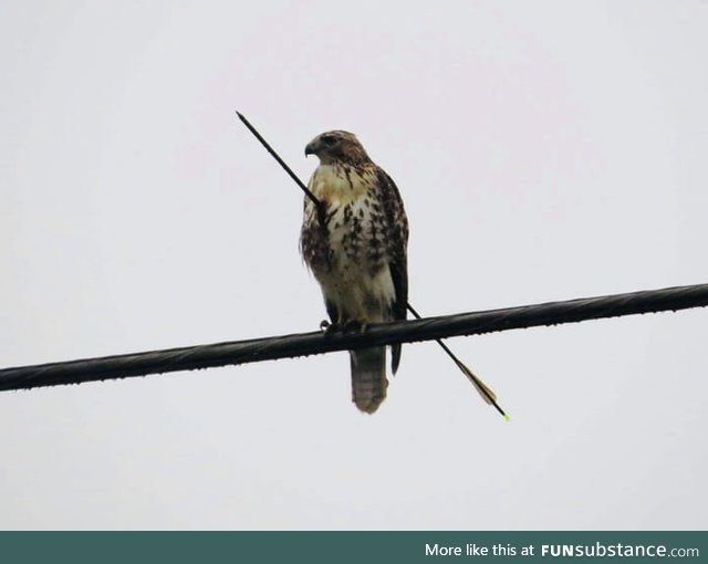 Red tailed hawk in Alabama that survived an arrow shot through it