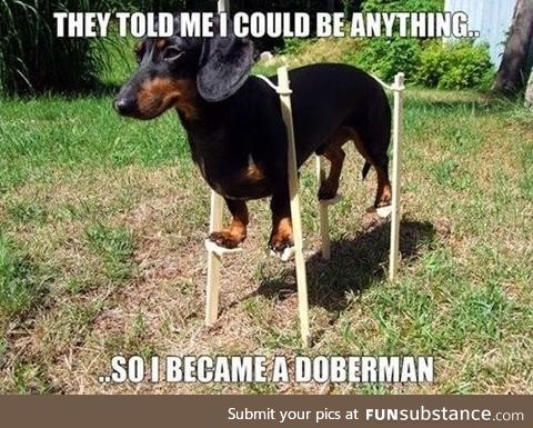 Dachshund on Stilts