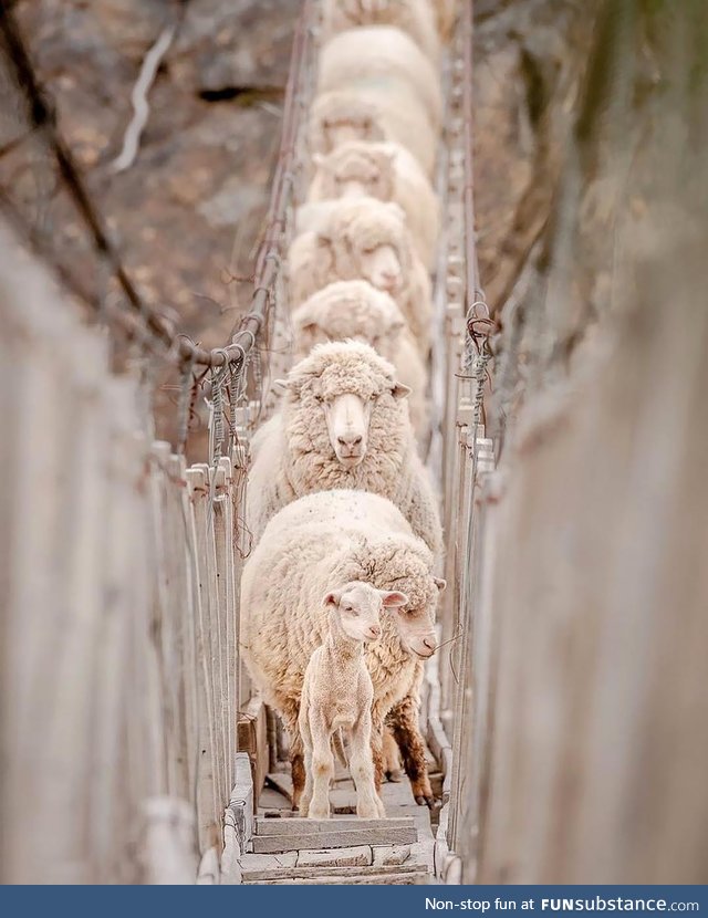 This little lamb stopped the march of an endless line of sheep