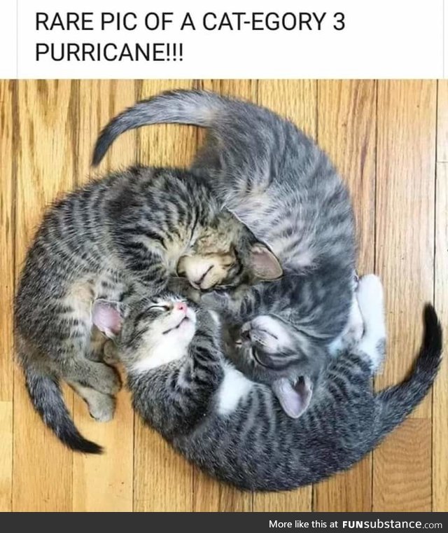 Purricane cat 3