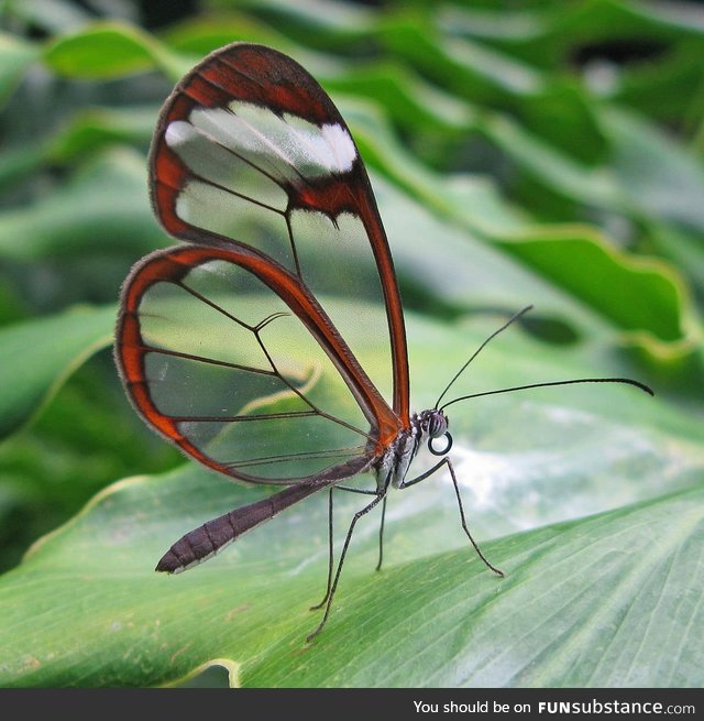 Transparent butterfly