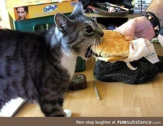 I really can haz cheese burger