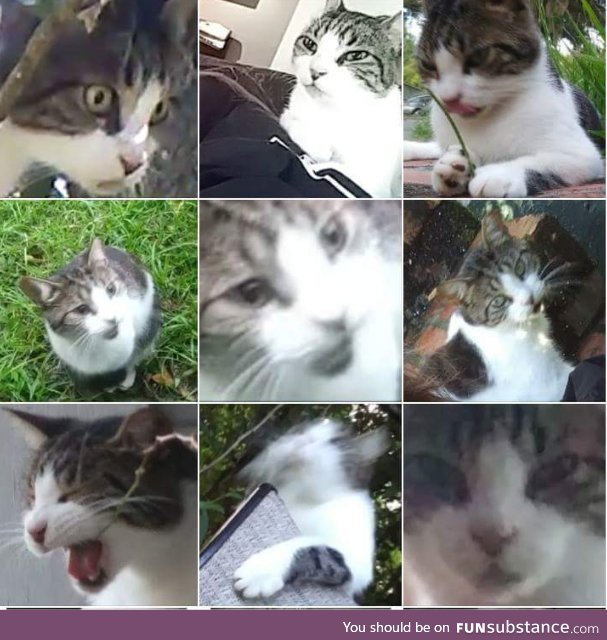 Hopefully this little collage of my cat makes everyone as happy as it made me