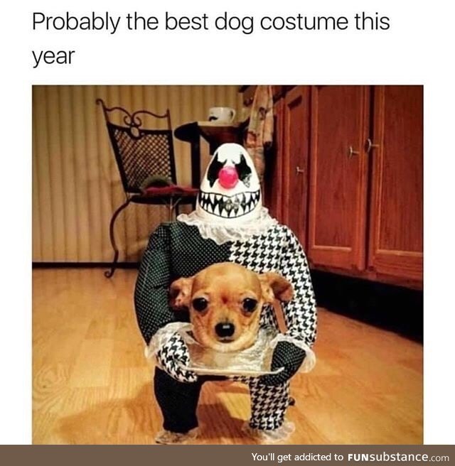 Best dog custome