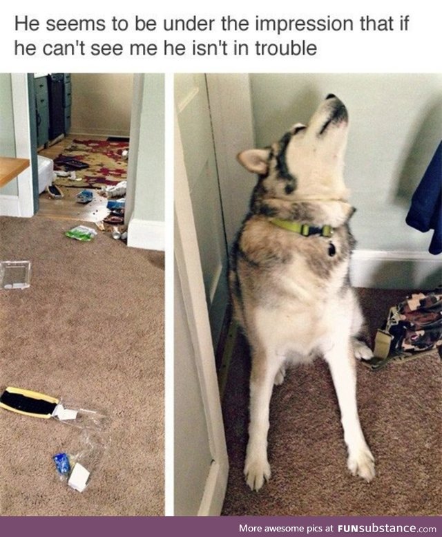 Husky troubles