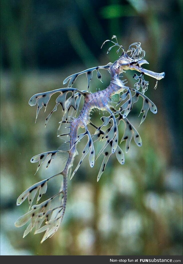 Life in the sea is different and interesting