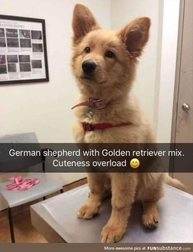 Golden Shepherd