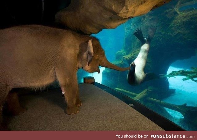 Elephant is allowed to visit other exhibits to prevent boredom