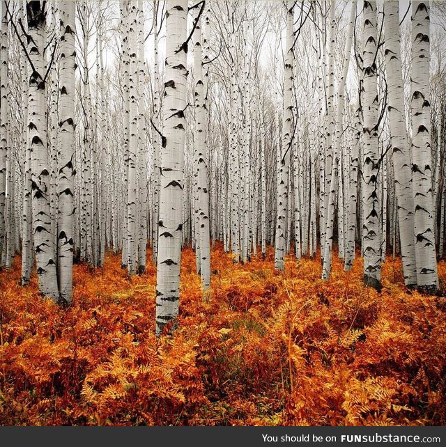 Aspen Trees in Colorado