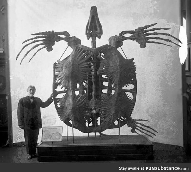 Giant extinct sea turtle called an Archelon