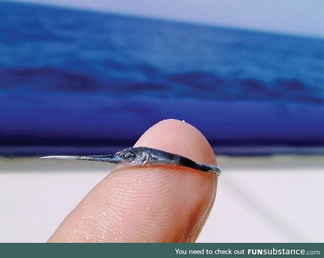 A baby swordfish, this fish can grow to 39 inches in length within a year