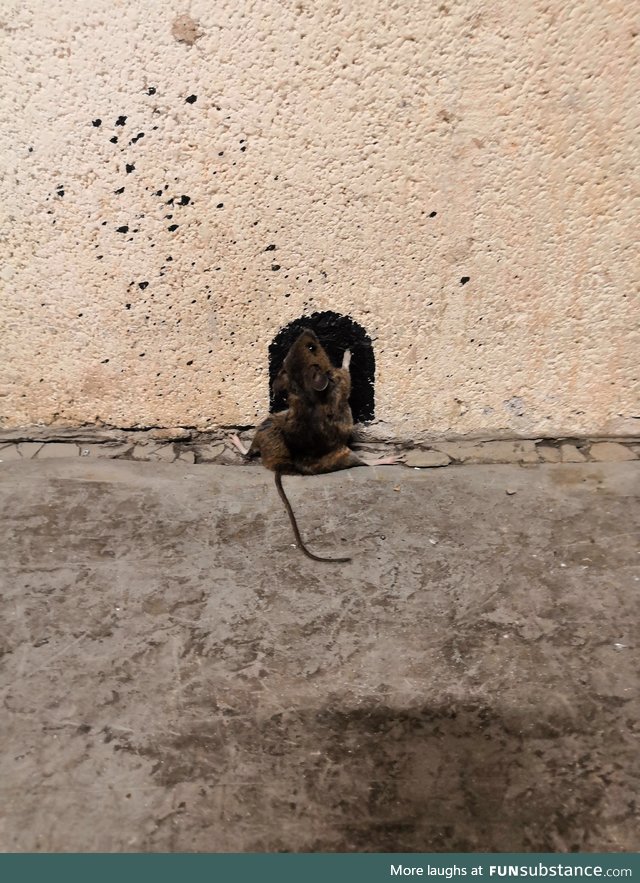 Mouse runs into drawn hole. Fail