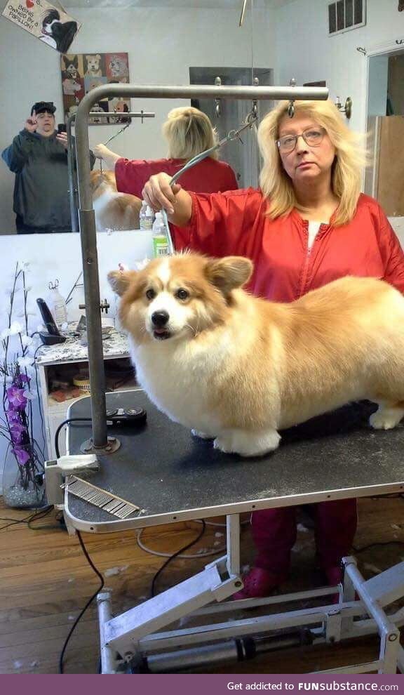 The fluffiest corgi