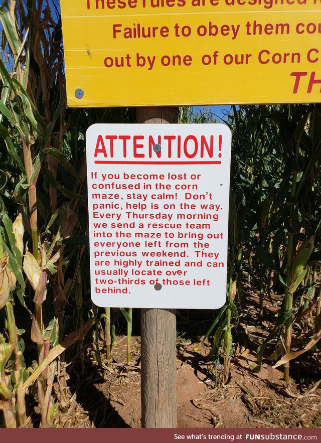 At a corn maze