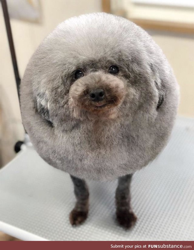 Best haircut a dog could ever want!