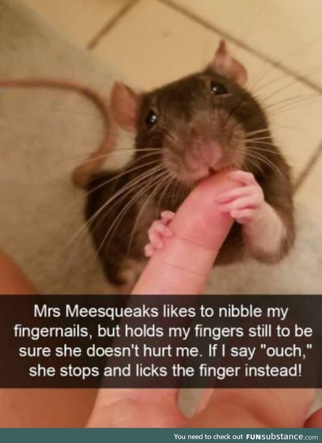 I always wanted a pet rat