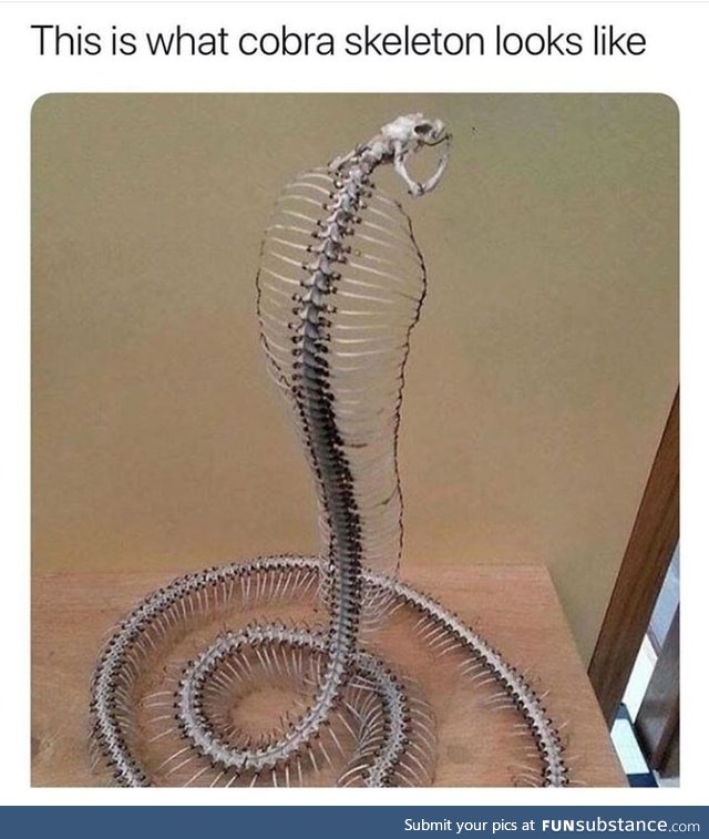 Cobra skeleton