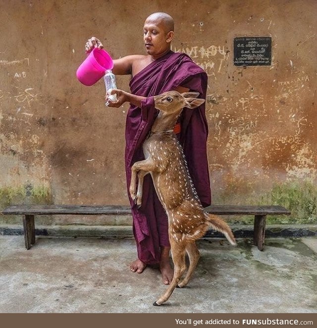 A deer and a monk .