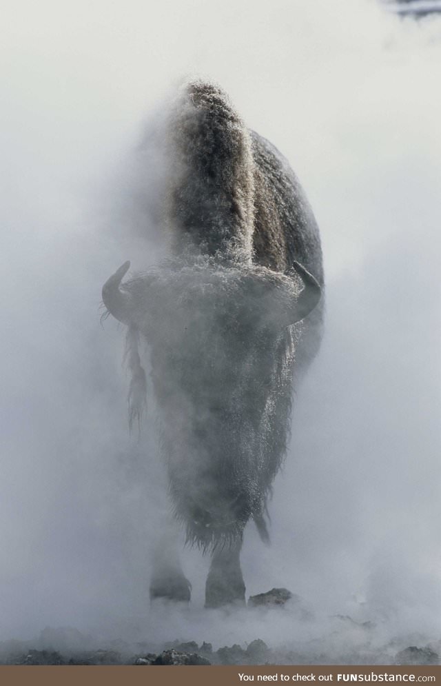 Bison in Yellowstone